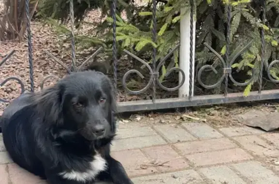 Пропала собака Тимоша в Центре, адрес: Лермонтовский переулок, 34
