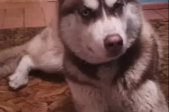 Пропала собака Сибирский хаски, адрес: Онежская улица, 65, Бийск