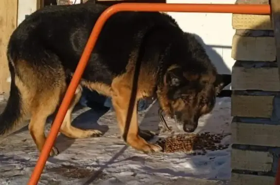 Собака на улице Ленина, Бавлы, с ошейником и шипами