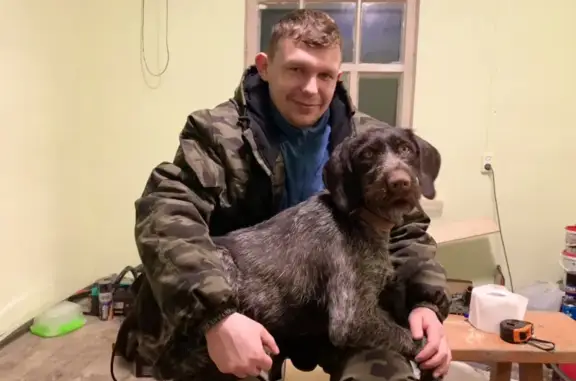 Пропала собака в Тамбовской обл, с. Павлодар, порода дратхар, зовут Альха.