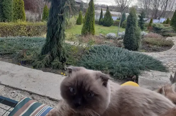 Пропала кошка Кот Бакс в Ярлуково, Липецкая область