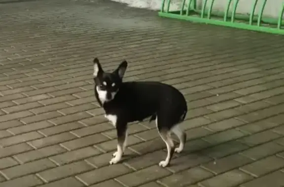 Собака без хозяина на улице Короленко, Воронеж.