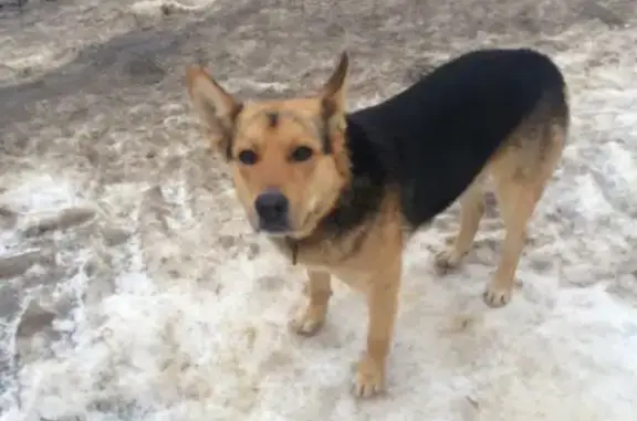 Собака Метис овчарки ищет хозяина на Учительской улице, Кокошкино.