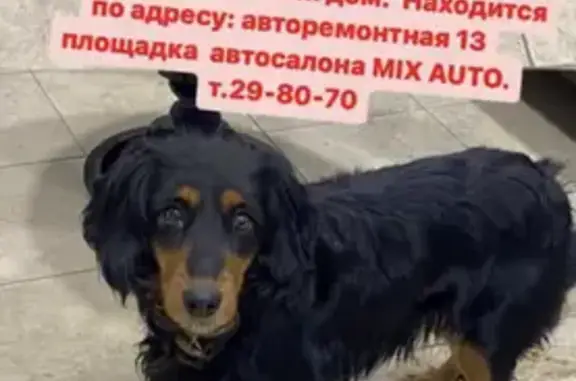 Собака найдена в автосалоне MixAuto, Оренбург