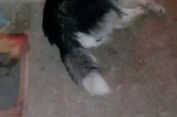 Найдена собака, Нижний Новгород, фото: Пропала собака: хаски, ул. Гжатская, 8