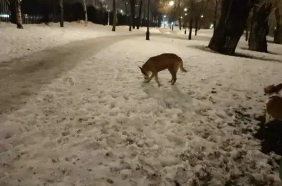 Собака найдена на ул. Верхние Поля, Москва