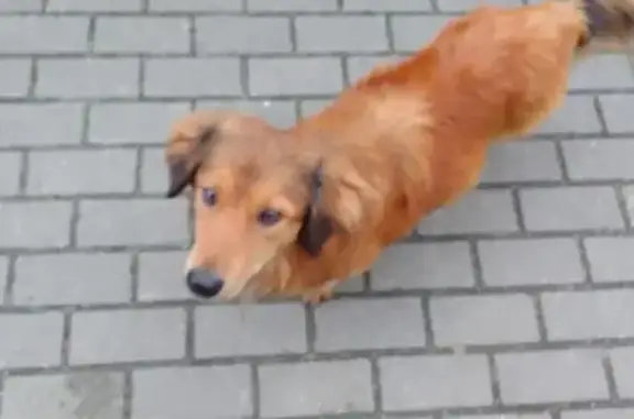 Собака найдена на Каштановой Аллее, 173, Калининград