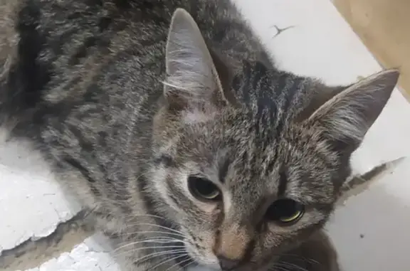 Пропала кошка Эля на улице Тельмана, 18