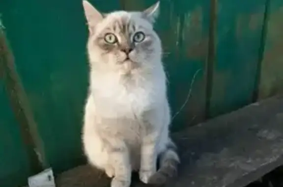 Пропала кошка Кот на ул. Зои Невольниковой, Молодёжный