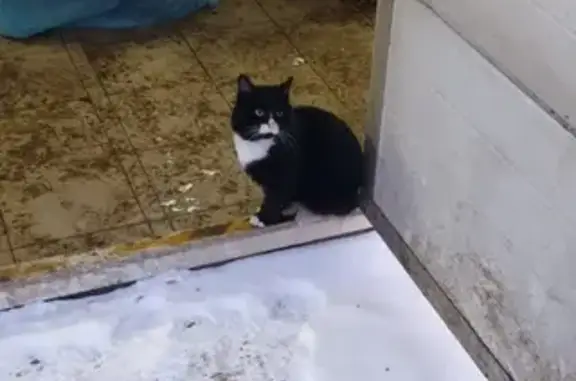Пропал кот Федя на Лесопарковой, 76 в Сыктывкаре