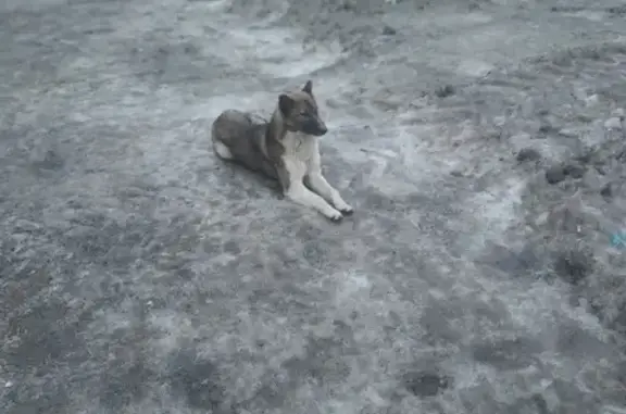 Собака найдена возле М-Видео и Перекрёстка на Зеленодольской улице, Москва.