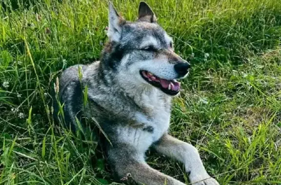 Пропала собака Дива в деревне Пригары, Московская область.