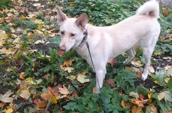 Пропала собака на 1-м Родниковом переулке, Петрозаводск