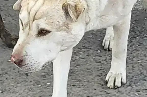 Собака на улице Яна Полуяна, 4, Краснодар.