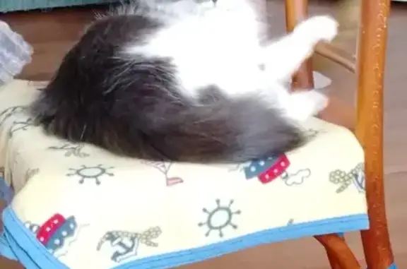 Кошки потеряшки, Казань, фото: Потеряшка кошка Лира, ул. Мира 22, Казань