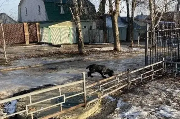 Собака потерялась на улице Станиславского, Тула