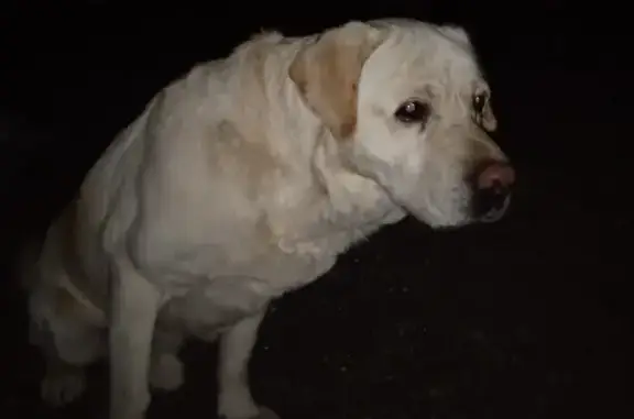 Пропала собака Рем на ул. Чернышевского (Ленинск)