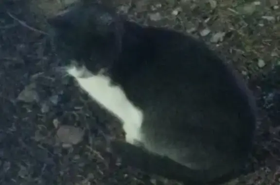 Найдена кошка в Элисте: черно-белый окрас, зеленые глаза