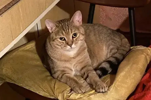 Кошки потеряшки, Санкт-Петербург, фото: Потеряшка кошка на ул. Чайковского 61, СПб