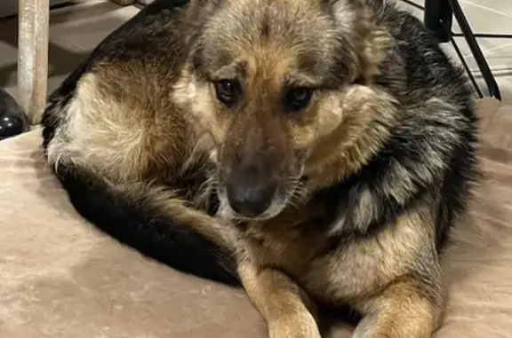 Найдена собака на Дмитровском шоссе, ищет дом