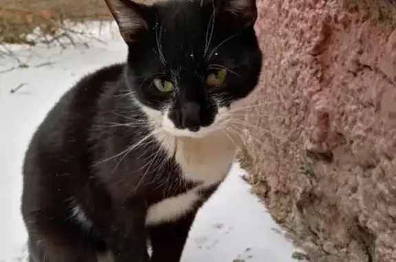 Найдена кошка Москва, САО, ищет дом с любящими хозяевами.