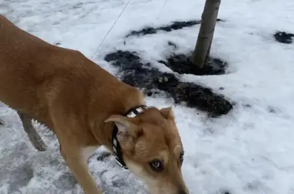 Найдена собака на улице Перерва, Москва