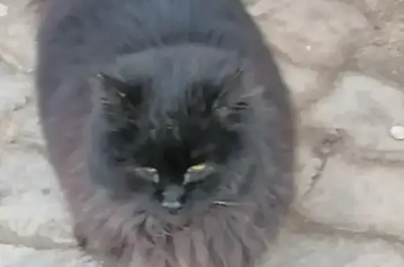 Найдена кошка на ул. им. Н.С.Хрущева, 29А в Элисте