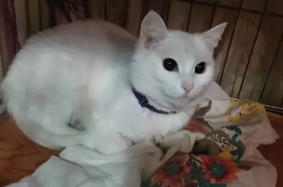 Найдена кошка Анфиса в Магнитогорске