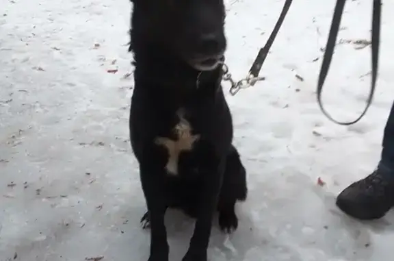Найден черный пёс с белой звездочкой на груди на ул. Маршала Василевского, Москва.