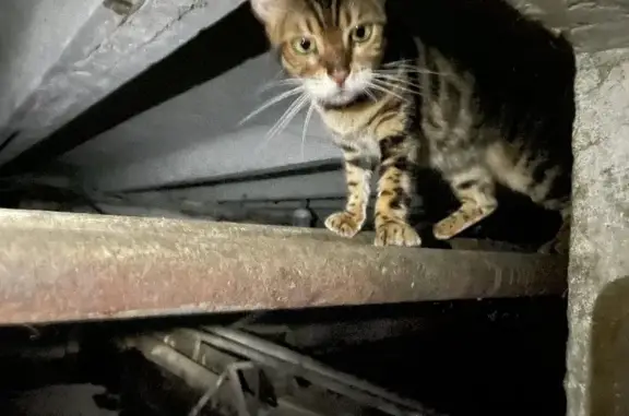Найдена бенгальская кошка в Назарьево, Одинцовский район