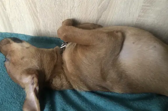 Пропала собака Филя в Тобольске