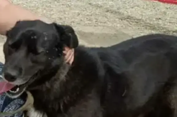Пропала большая собака в Горном Щите, Свердловская область