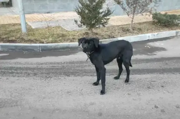 Найдена собака возле магнита на пр. Шолохова