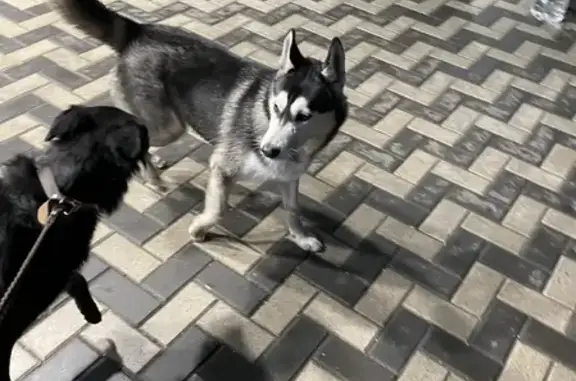 Собака ищет нового хозяина на ул. Нансена, Ростов-на-Дону.