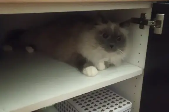 Потерянные животные Санкт-Петербург, фото: Пропала кошка на Луначарского, СПб