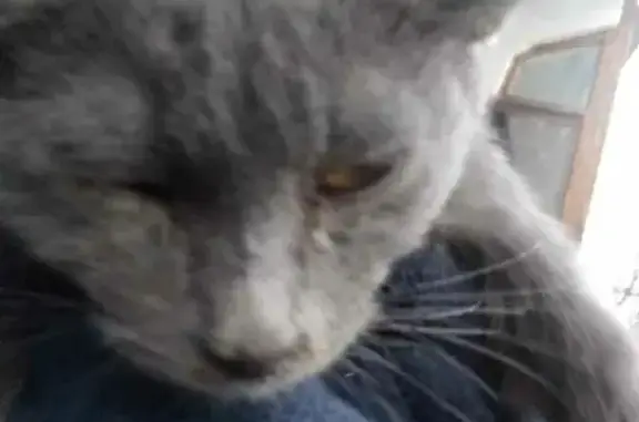 Маленький серый кот ищет дом на Коломенской 5