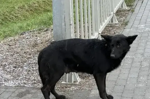 Найдена собака в Гурьевске: Лазурная улица, 17