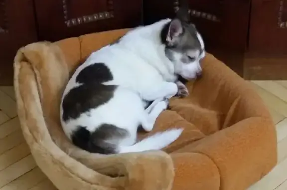 Собаки потеряшки, Санкт-Петербург, фото: Потеряшка собака Оливер в Стрельне, ул. Добролюбова, 11 лет, чипирован 🆘‼️‼️‼️