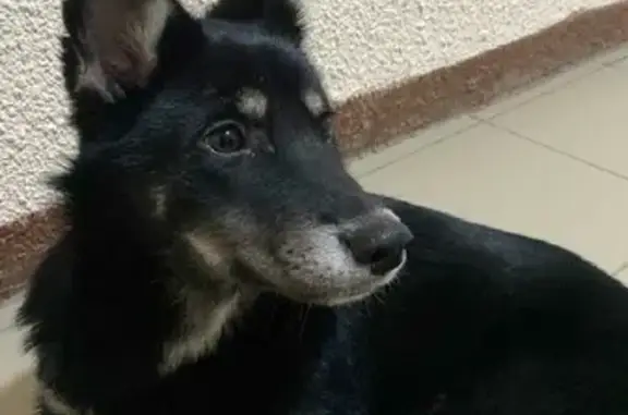 Найдена собака Девочка, черный окрас, ул. Дружбы, Домодедово