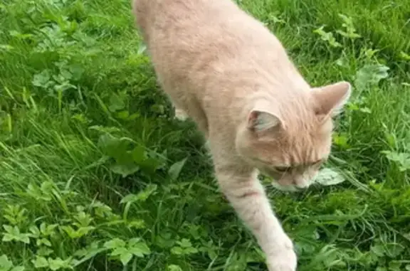 Кошки потеряшки, Санкт-Петербург, фото: Потеряшка кот Рыжик на пр. Наставников, 26 к2, СПб