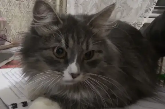 Потерянные животные Воронеж, фото: Пропала кошка на Чуйской 7, Воронеж: серенькая длинношерстная с белыми лапками и шеей.