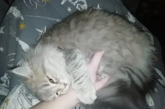 Потерянные животные Воронеж, фото: Пропала кошка на улице Строителей, 12, Воронеж