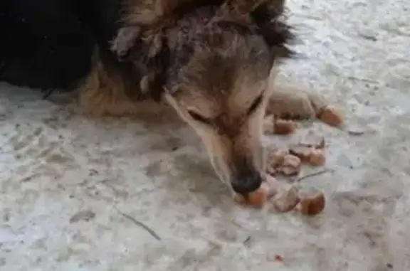 Пропала собака на улице Космонавтов, 6А, Казань