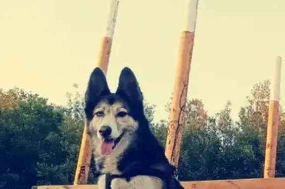 Пропала собака на улице Саши Ковалева, Мурманск
