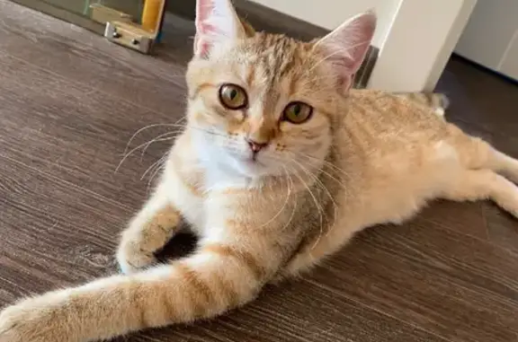 Кошки потеряшки, Набережные Челны, фото: Потеряшка кошка Соня на Цветущей улице, Азьмушкино