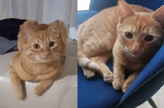 Кошки потеряшки, Казань, фото: Потеряшка кошка в Казани, Гаванский переулок, 13 января.