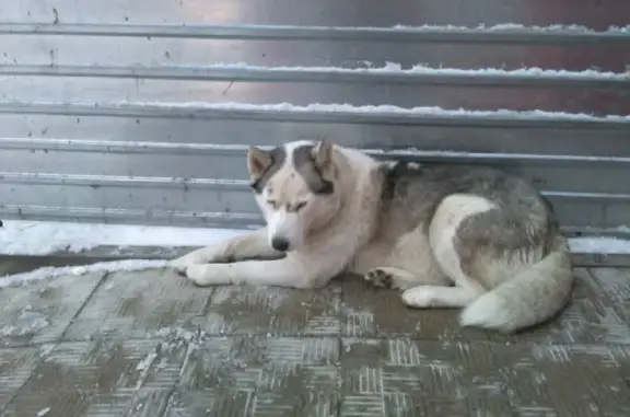 Собака Герда найдена на ул. Коммунаров, 14 в Елеце