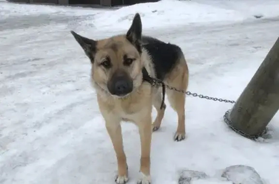 Найдена собака на 2-м Гвардейском переулке, Петрозаводск