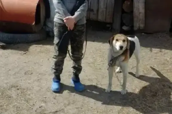 Пропала собака Иван в Синьково, Московская область