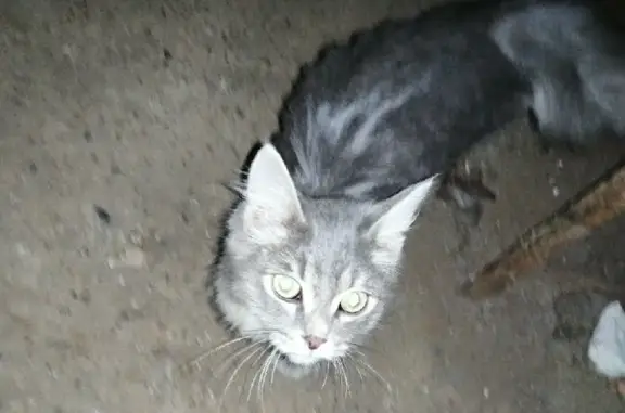 Найден котенок на улице Рихарда Зорге, Чебоксары